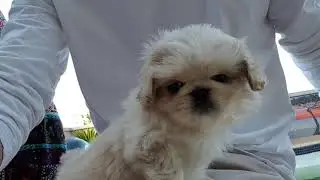 Pupper