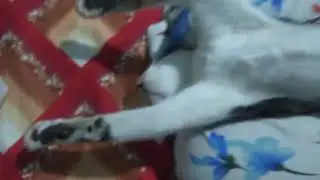 My Cat.