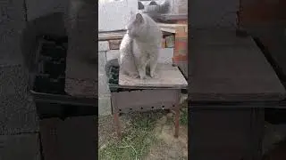 Мамулечка дома. Ричард🐱