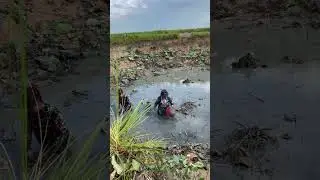 Catching Fish 