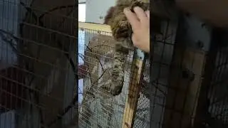 просто мейн кун