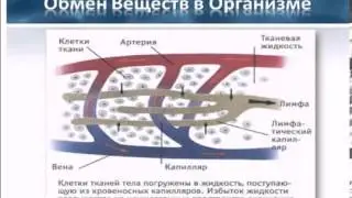 Skinny Fiber  вода   рекомендации  при похудении