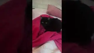 Кот спинальник на самом тёплом месте в квартире