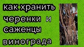 как сохранить черенки и саженцы винограда до весны  состояние на 27 12 23