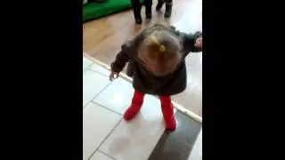 Кира, смотри муха   НННА