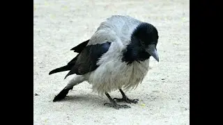 Охота на Баклана и  Ворону с PCP. Crow Hunting 2022  Кроухантинг. Июнь ч.1 Горбатая ворона