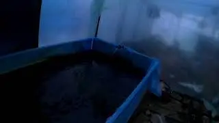 Стерлядь, емкость под рыбу
