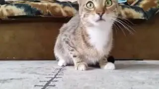 Реакция кота на фильм ужасов