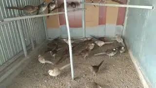 Как в зимний период поить Фазанов которые живут на улице в вольерах!