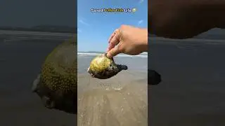 🐡He was gasping for life & i couldn’t just watch 🥹