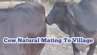 Cow Natural Mating To Village