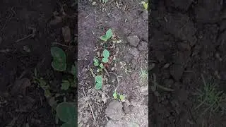 Рассада кабачков!