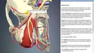 Lacrimal artery: recurrent meningeal branch | Arteries of head and neck | 3D Human Anatomy | Organs