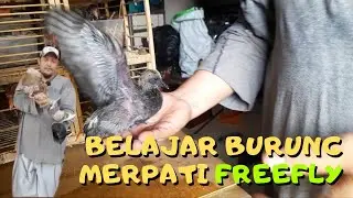 Belajar Burung MERPATI FreeFLY