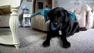 🦴🐾 RAVE REVIEW - WOPET AUTOMATIC PET TREAT DISPENSER 🐾🦴