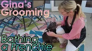 Bathing a French Bulldog (Frenchie) - Gina's Grooming