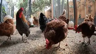 Backyard Chickens Fun Relaxing Coop Video Sounds Noises Hens Clucking Roosters Crowing!
