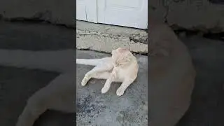 Котёнок на ступеньках....#shorts