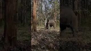 പൊക്കൊ പൊക്കൊ..... ഇല്ലേൽ ആന പണി തരും വയനാട് തിരുനെല്ലിയിലേക്കുള്ള വഴയിൽ #elephant #wayanad #travel