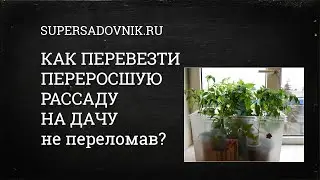 Подготовка переросшей рассады к выезду на дачу