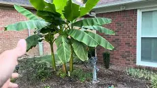 Add Tropical plants to your landscape design or Yard with Banana Trees.