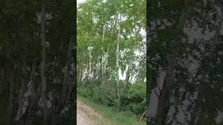 Тополинная аллея/ Дорога в Екатеринбург
