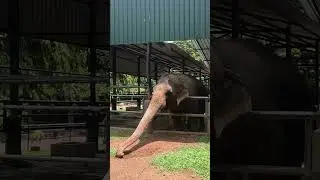 Elephants