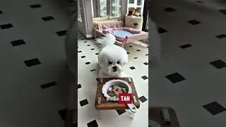 🐾 ¡Mamá Me Sorprendió Con Tantos Juguetes Nuevos! 🎤📺