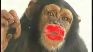Обезьяна ГЕЙ