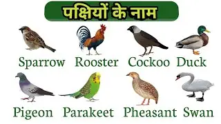 #25 birds name in english and hindi with pictures/पक्षियों के नाम हिन्दी मे/names of the birds@bird
