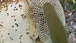 shehad ki makhi ko bhagane ka tarika ki video hai