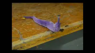 final worm animation