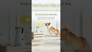 It’s my way or the highway on decorating the house for my dog💛 #furbo #furbomoments #furbodogcamera