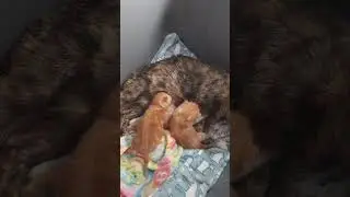 Weasley Kittens Update 22   Dot the Explorer