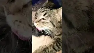 всем привет я новый котик меня зовут Тигр можно Тигрёнок 🐯