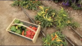 Harvesting & Drying Peppers! 🌶👩‍🌾 // Garden Answer