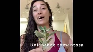Kalanchoe Tomentosa - Panda Plant | Sara Bendrick