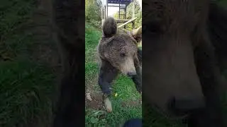 Naša Maša-Medved koji voli bombone