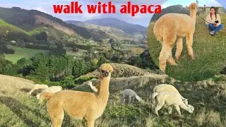 walk with Alpaca here in Wellington