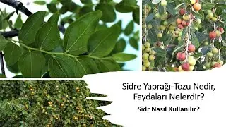 Sidre Ağacı Yaprağı Faydaları ve Nasıl Kullanılır