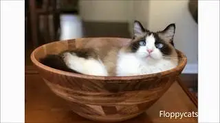 Canvas Prints from Photos: How to Order a Canvas Print from Canvas People - Floppycats