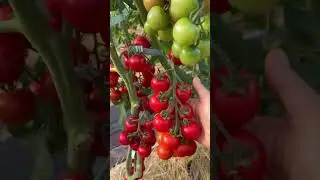 ✍️ Подборка культур для выращивания в домашних условиях! #SemenaPartnerShorts