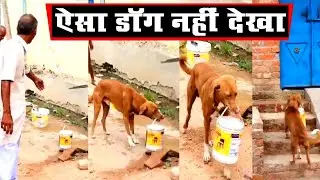 दुकान से सामान लेकर आ जाते हैं कुत्ते