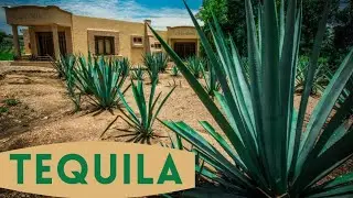Tequila | How it's made? | How Traditionally Served?