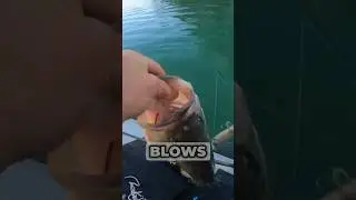 Best Topwater Lure EVER? #bassfishing