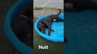 Highlight reel of adoptable dogs and puppies!
