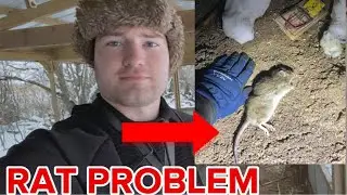 RAT PROBLEM in the Pheasant Pen