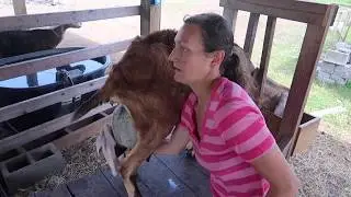 Spring Morning Milking and Feeding Critters
