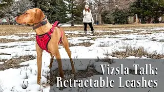Vizsla Talk: Retractable Leashes