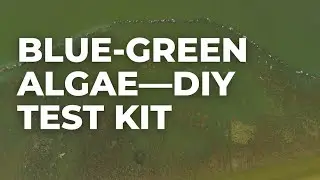 DIY Test for Blue-Green Algae in 15 mins—At Home / Field Test Kit